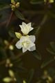 Rhododendron dauricum Arctic Snow-3 Różanecznik
